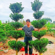 （💕💕精品特价）罗汉松树造型树大门口小叶雀舌造型罗汉松风景树步步高升罗汉松 AIG5