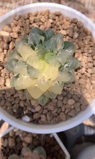 廣濑玉露錦(多肉植物，塊根植物，球根植物，龍舌蘭，大型多肉植物，仙人掌，仙人球，仙人頭，石化，綴，菊水，海鮮，草球，牡丹，玉露，室內外，戶外，夠光)