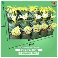 Pot Tanaman Pot Bunga Wall Planter Bag Dinding Planterbag Polybag Tanaman Pot Dinding Gantung A36