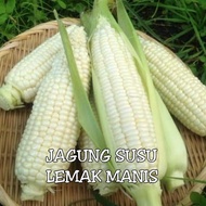 BIJI BENIH JAGUNG SUSU LEMAK MANIS PUTIH SALJI F1 HIBRID