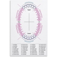 Tooth Numbers and Names Chart Anatomy Poster Educational Wall-Art for Office Bedroom(Unframed,08x12i