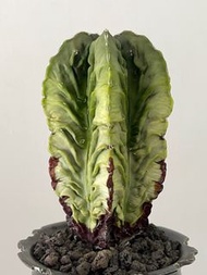 核桃 鸞鳳玉｜Astrophytum myriostigma ｜———｜塊根植物｜象牙宮｜龜甲龍｜曲刺妖炎｜橄欖｜象足漆樹｜多肉植物｜龍舌蘭｜嚴龍｜