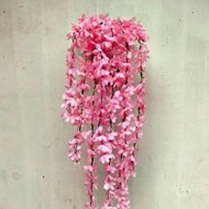 Love Vine / Jasmine Hanging Vine