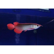 Ikan Arwana /Arowana Super Red SR(15CM)