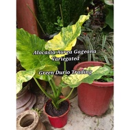 KELADI GAGEANA AUREA VARIEGATED (POKOK IBU)