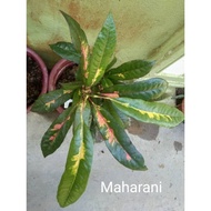 ANAK POKOK PUDING MAHARANI CROTON MAHARANI LIVE PLANT POKOK HIDUP