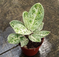 Promo bibit bonggol Aglonema milky way mewah / Aglonema murah