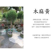 心栽花坊-木麻黃/棒棒糖造型/8吋/造型樹/綠化植物/綠籬植物/售價1000特價900