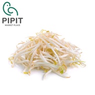 Beansprouts 600G ( Taugeh / 豆芽 )