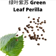 Green Perilla绿叶紫苏 Biji Benih Daun Warna Warni Seed Caladium五芋彩 Grass Colour Leaf Garden Plant Gardening Seeds