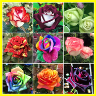 Benih Bunga Rose Jepun - 玫瑰种子 Mixed 6 Seeds Rose Flower Seeds Japanese Roses Plants Seeds for Planti