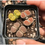 🔥CLEARANCE🔥RARE TWIN HEAD LITHOPS CACTUS Roots Living Stones Live Plant Cactus Succulent Double head   混色双头生石花 屁屁花 番杏科