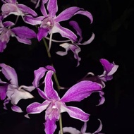 Anggrek dendrobium superbiens