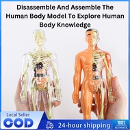 Human Body Anatomy Science Body Puzzle Human Body Anatomy Human Body Science Classroom Demonstration