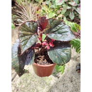 Begonia Red Riding begonia plant
