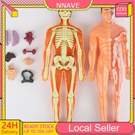 Human Body Model for Kid Human Body Anatomy Biological Human Body Structure Organ Anatomy Removable 