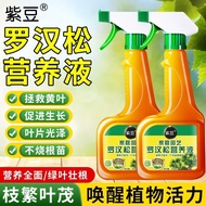 Arhat Pine Special Fertilizer Anti-yellow Leaf Falling withered Leaves Rotten Root Fertilizer Black 