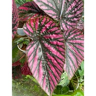 Thu Hai Duong | Begonia Brevirimosa | Ornamental leaves