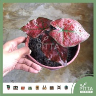 Caladium Red Plant (PTP0202)