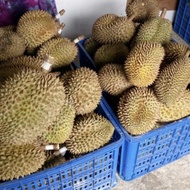Ready Stock Duren Montong / Durian Monthong Palu Fresh Buah Utuh