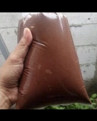 coklat cair kiloan 1 kg