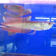 ikan arwana silver ukuran 9-10 cm