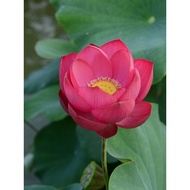 [Magnificent] Bowl Lotus Utopia Medium Large Authentic Pair Version Potted Plant Pool Plant Aquatic 