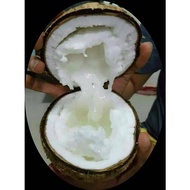 Pokok kelapa jelly macapuno