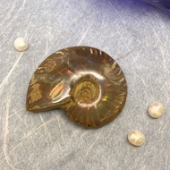 Edith & Jaz • 招財斑彩螺化石擺設 (E)