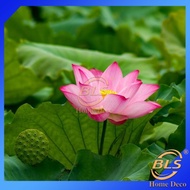BLS Real Lotus Water Plant Bunga Teratai Bunga Lotus Hidup Berkebun Taman Bunga Flower Garden