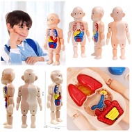 3D Human Body Model Educational Toys for Children Human Body Organ Demonstration/