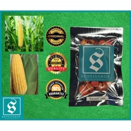 BENIH JAGUNG MANIS HYBRID F1/ SWEETCORN SEED