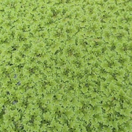 AZOLLA MICROPHYLLA (300G)