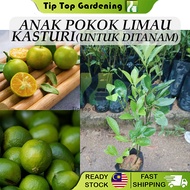 Anak Pokok Limau Kasturi Untuk Ditanam Pokok Hidup Real Live Plant Calamansi Lime Tree 桔子苗