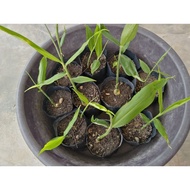 1 pokok Halia Bentong, Bara, tulip Thai, halia hitam