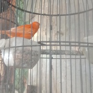 Burung Kenari Merlok Gacor Dor Full Merah Gratisongkir