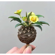 GEM Succulent Plant 铁甲丸Euphorbia Bupleurifolia