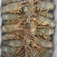 Lobster Laut 1kg isi 6-9