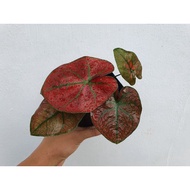 Caladium Green spider