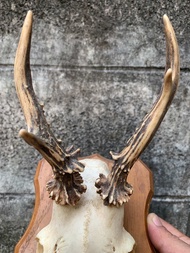 Rare Item ของดีจากยุโรป กวางโรเดียร์