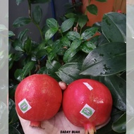 buah delima Merah import