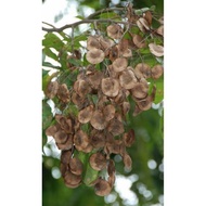 ♞Narra Seeds (30 pcs.)