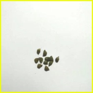 ๑ ♠ ✉ 【COD】10pcs Rare Calathea Seeds Air Freshening Plants Seeds #SW31