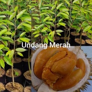 anak pokok durian udang merah(Ang hae) D175