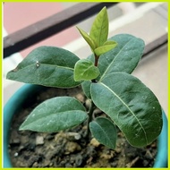◴ ☪ 1PCS Bay Leaf Seeds Laurel Plant Bayleaf Tree Seeds