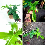 [Indoor Plant] Philodendron Florida Beauty Green Philodendron Squamiferum by LS Group