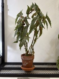 白冰秋海棠 Begonia ‘White Ice’