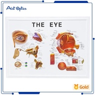 3D Ophthalmic Eyeball Anatomy Model with Anterior & Posterior Chambers, English/Chinese Guide, Plast