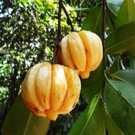 Terlaris - Bibit Benih Buah Asam Kandis (5 Butir)