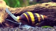【LIVE】Assassin Snail/ Killer Snail/ Snail Eater/ 杀手螺